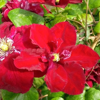 Clematis 'Charmaine'