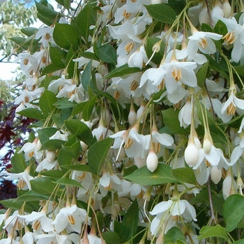 Japanese Snowbell - Weeping