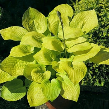 Hosta 'Glad Tidings'