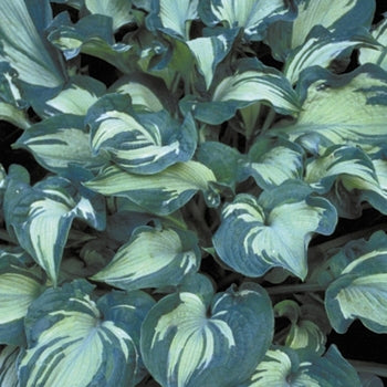 Hosta 'Guardian Angel'