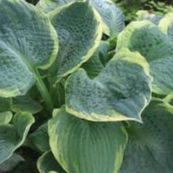 Hosta 'Pizzazz'