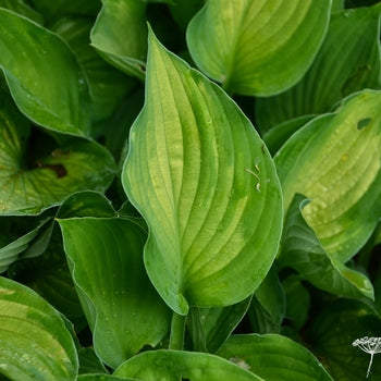Hosta 'Sharmon'