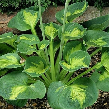 Hosta 'Sunset Grooves'