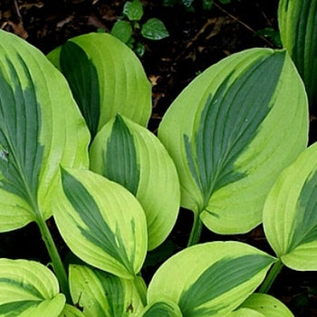 Hosta 'Velvet Moon'
