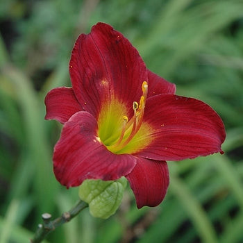 Hemerocallis "Stella in Red" Daylily