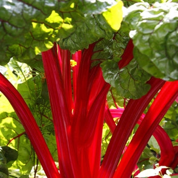 Rhubarb ‘Crimson Red’