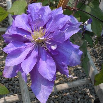 Clematis 'Daniel Deronda'