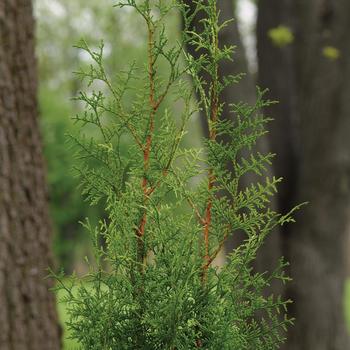 Arborvitae - Sugar and Spice