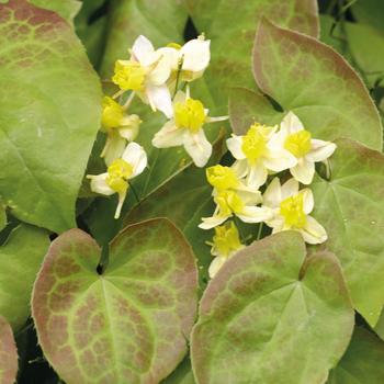 Epimedium 'Sulphureum' Barrenwort