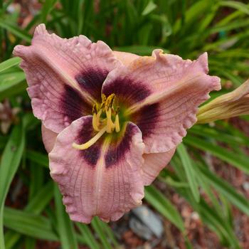 Hemerocallis "Siloam Merle Kent" Daylily