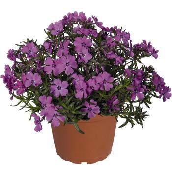 Phlox 'Spring Purple' Creeping Phlox
