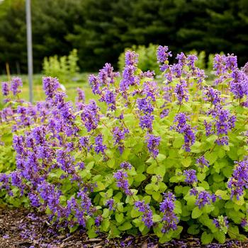 Nepeta 'Chartreuse on the Loose' Catmint
