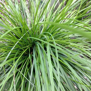 Deschampsia Pixie Fountain