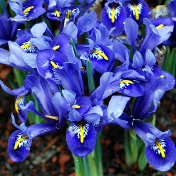 Iris 'Eden's Harmony' Japanese Iris