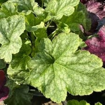 Heuchera 'Honey Dew' Coralbells