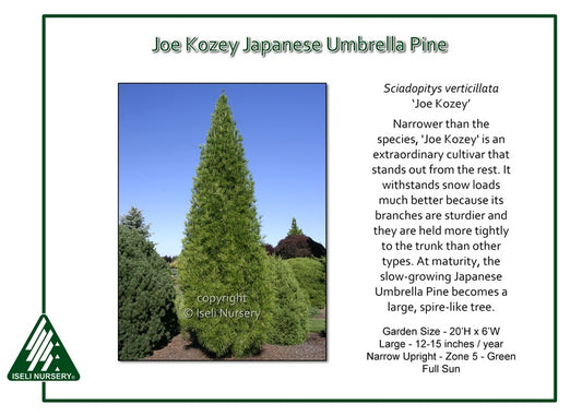 Umbrella Pine - Joe Kozey