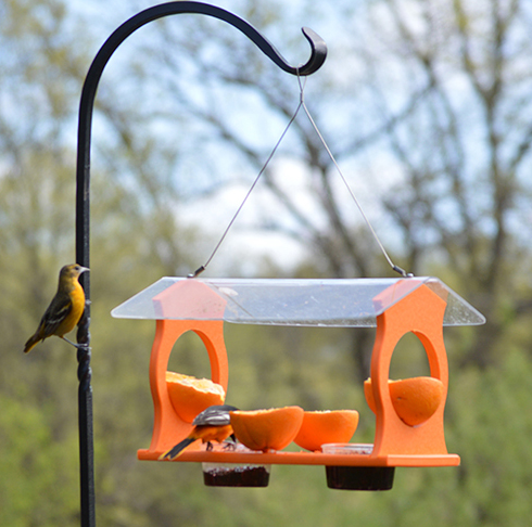 Oriole Country Diner