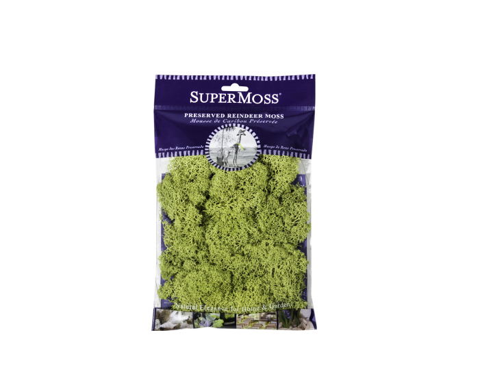 Preserved Bagged Reindeer Moss - Chartreuse