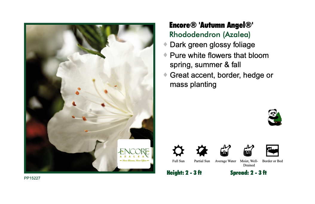 Encore Azalea - Autumn Angel
