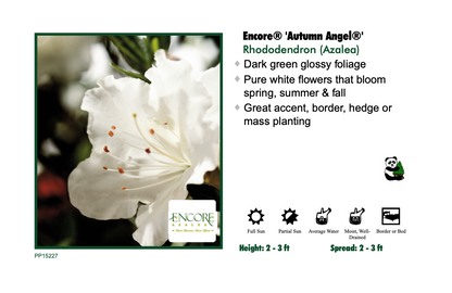 Encore Azalea - Autumn Angel