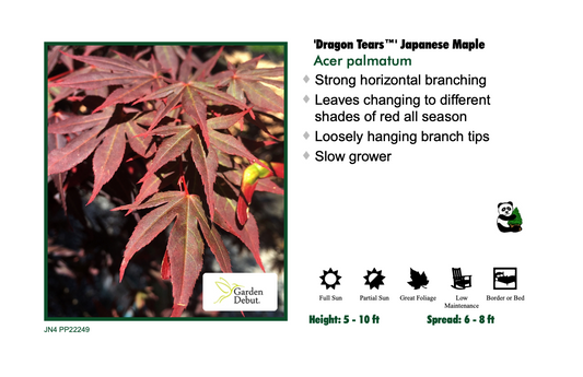 Japanese Maple - Dragon Tears
