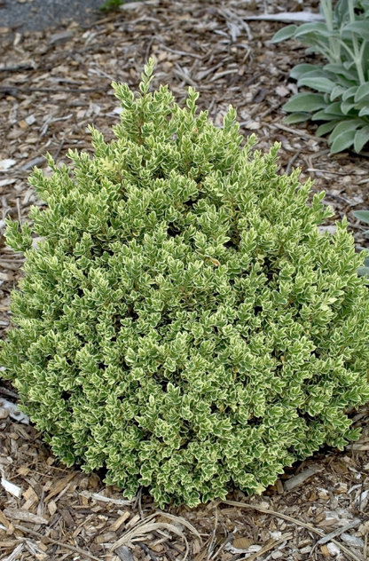 Boxwood - Variegated