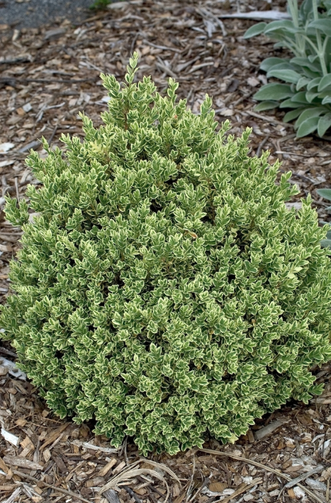 Boxwood - Variegated
