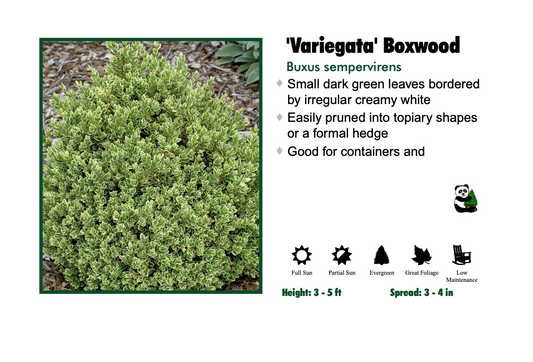Boxwood - Variegated