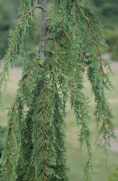 Cedar - Weeping Van den Akker