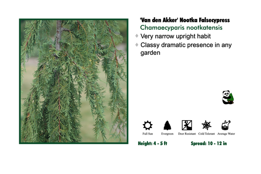 Cedar - Weeping Van den Akker