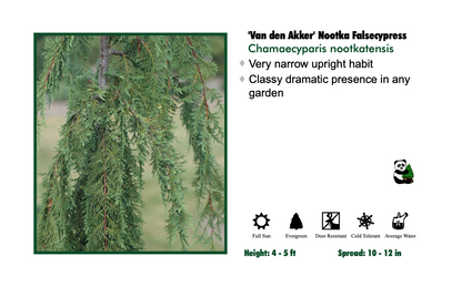 Cedar - Weeping Van den Akker