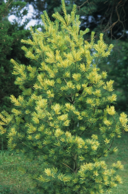 White Pine - Golden Candles