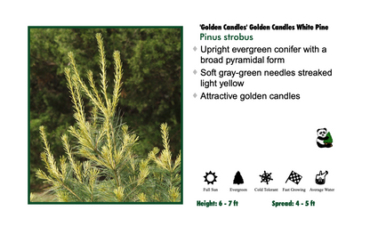 White Pine - Golden Candles