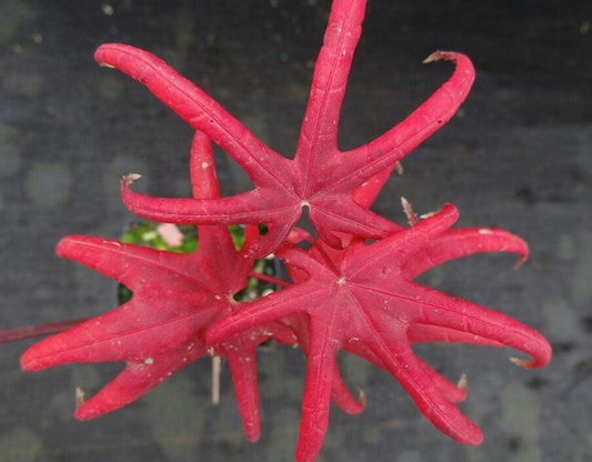 Japanese Maple - Peve Starfish