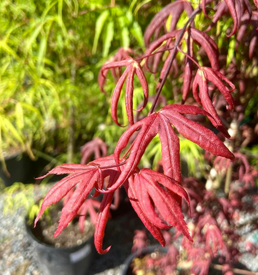Japanese Maple - Peve Starfish