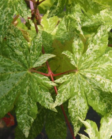 Maple - Variegated Full Moon