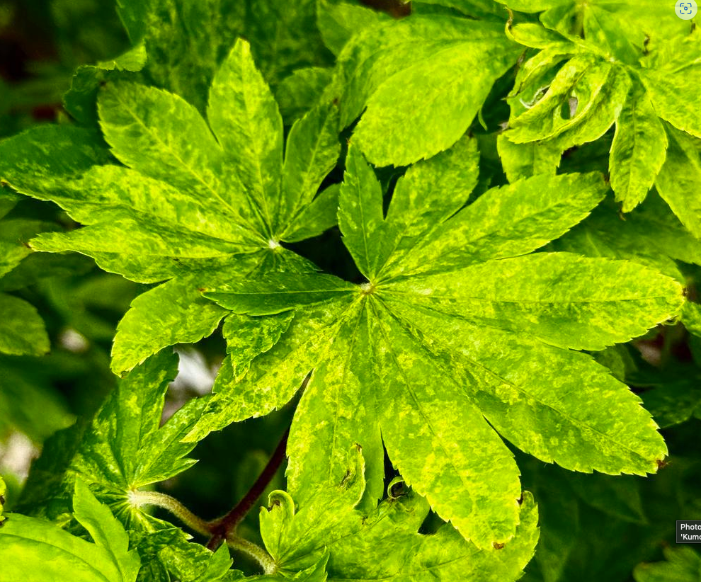 Maple - Variegated Full Moon