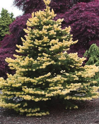 Spruce - Gebelle's Golden Spring