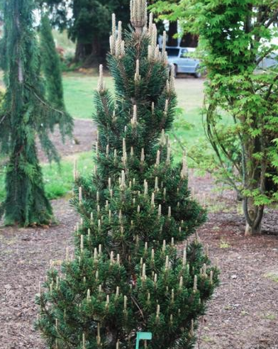 Japanese Black Pine - Koto Buki