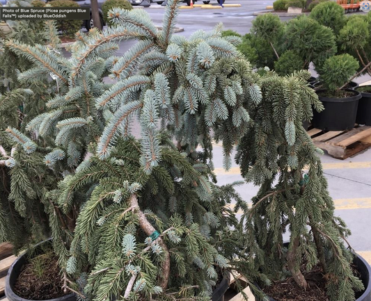 Spruce - Weeping Blue Falls