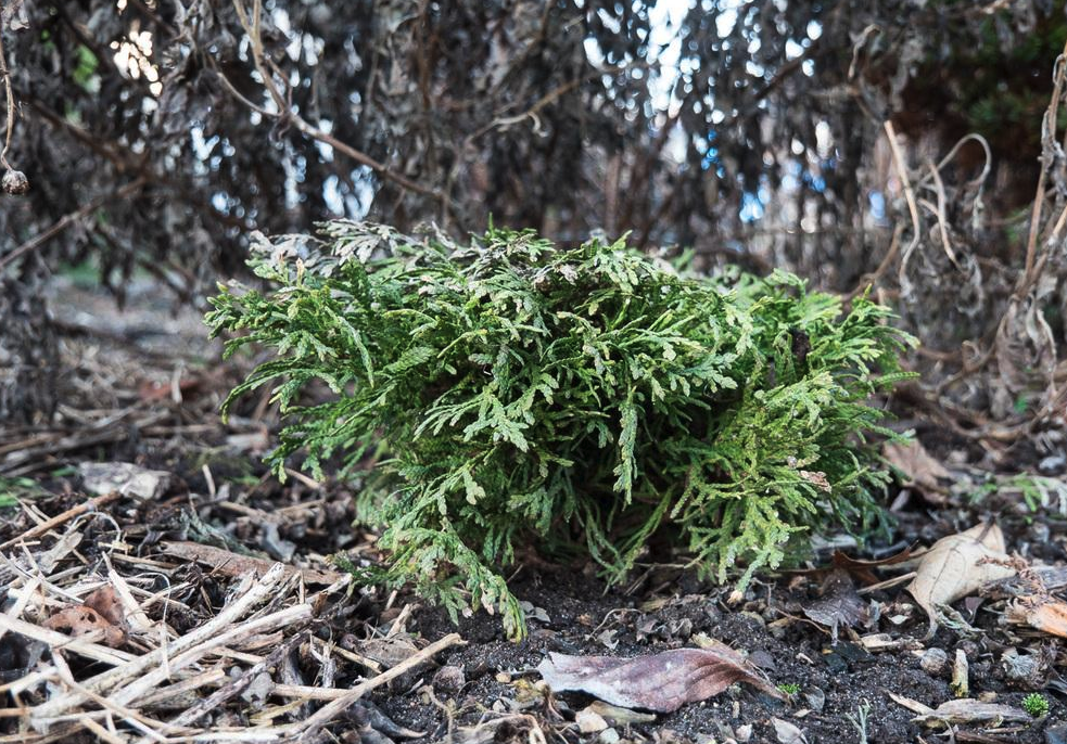 Arborvitae - Mossy