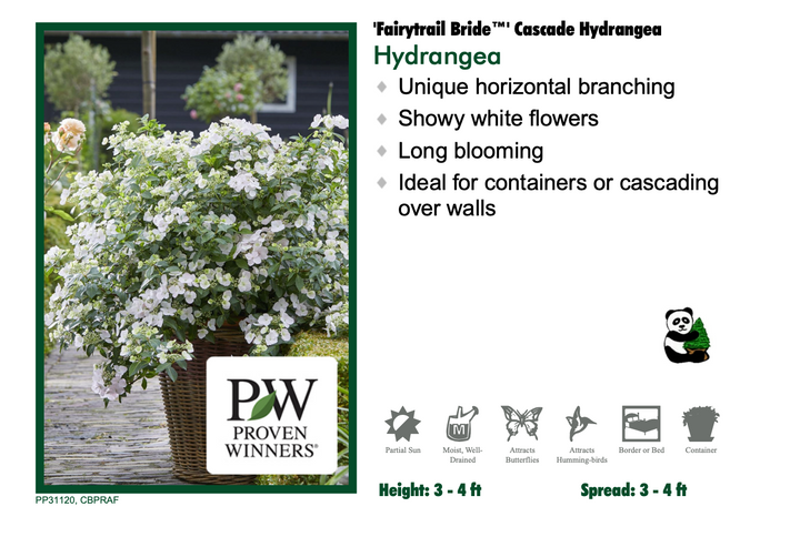 Hydrangea - Fairytrail Bride