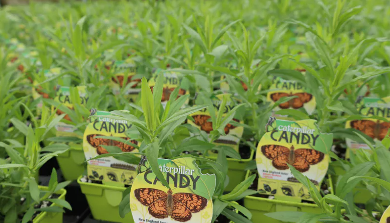 New England Aster - Northern Crescent