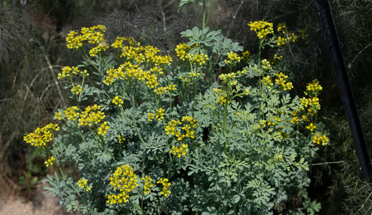 Rue - Giant Swallowtail