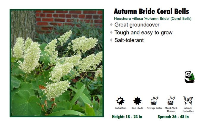 Heuchera 'Autumn Bride' Coral Bells