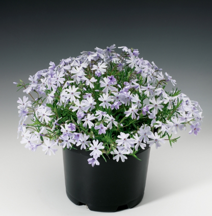 Phlox 'Emerald Cushion Blue' Creeping Phlox