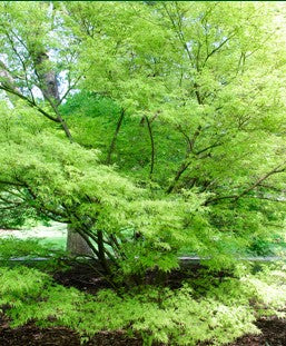 Japanese Maple - Seiryu