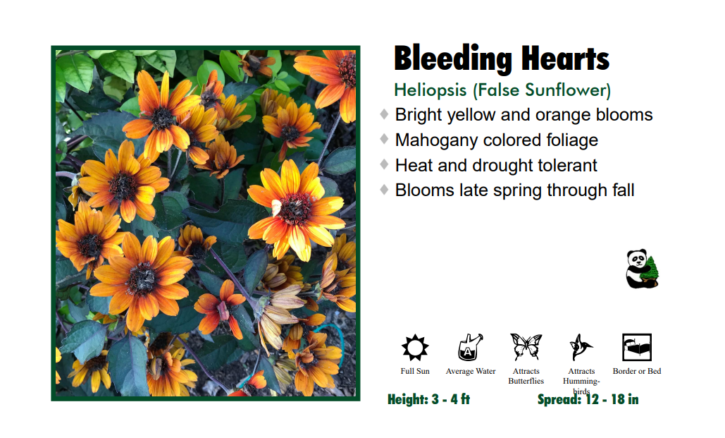 Heliopsis 'Bleeding Hearts' False Sunflower