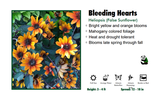 Heliopsis 'Bleeding Hearts' False Sunflower