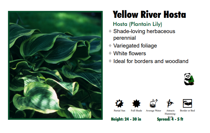 Hosta 'Yellow River'